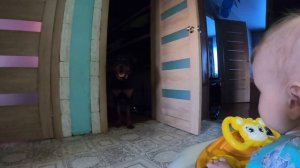 Ротвейлер и ребёнок. Первое знакомство