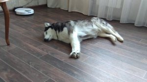 Наши Хаски.mp4