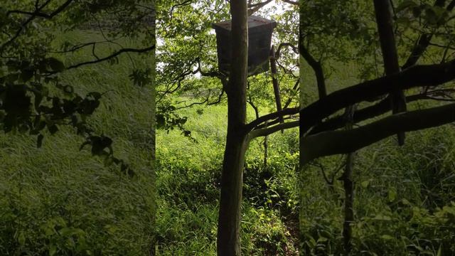 Рой зашёл на старом месте смотреть онлайн