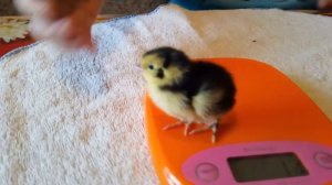 Московский Черный Перепел Смокинговый Бройлер Цыпленку 2 дня