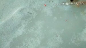 Сахалинская весеняя кунжа.1