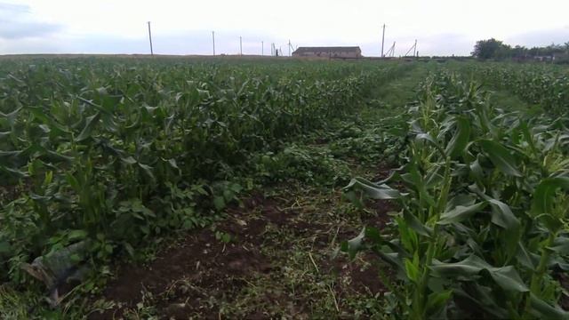 Состояние кукурузы спустя два месяца. Обязательная обработка перед цветением. смотреть онлайн
