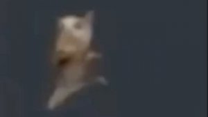 кот танцует 1 час