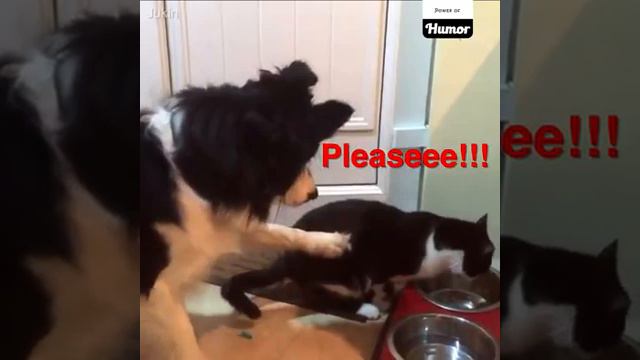 Приколы с животными. Умные собаки,кошки и.т.д. смотреть онлайн