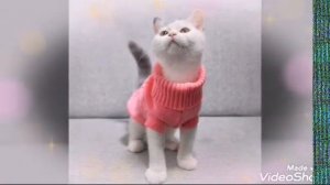 [МОДНАЯ ОДЕЖДА ДЛЯ КОШЕК] ПЛАТЬЯ, ТЕПЛАЯ ОДЕЖДА ~ ДЛЯ ВАШИХ КИСОК.