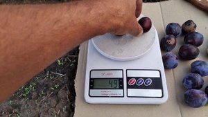 Слива Герман.