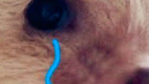 Я не человек,и не горошек. Я ежик,гурустный ёжик.