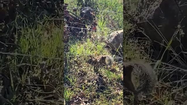 Ground squirrel Balls are stuck on barb wire  .