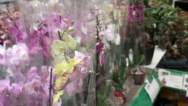 ОРХИДЕИ с ЖИРНЫМИ КОРНЯМИ, Обалденной КРАСОТЫ? БАУцентр Краснодар 10.10.2021г. смотреть онлайн