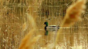 Весенняя охота на селезня 2020. Разведка по гусю. Махокрыл на весенней охоте / MAX HUNTER