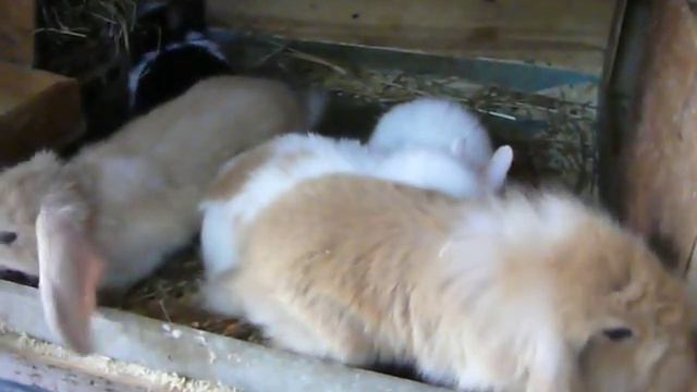 декоративные кролики смотреть онлайн