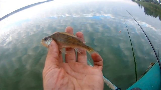 Разнорыбье Воронежского водохранилища, ловля 19.07.2020