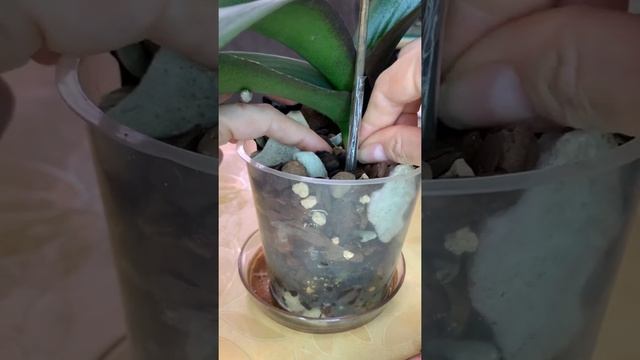 Сюрприз под жёлтым листом. Фузариоз. Максим.