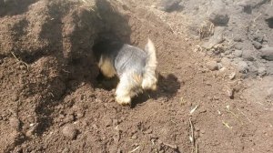 норвич терьер фродя