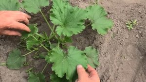 Выращивание кабачков в открытом грунте.  Часть 2