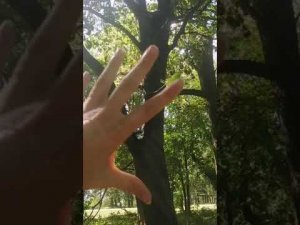 NЮ #Шива В главной роли - #КленовыйЛисточек