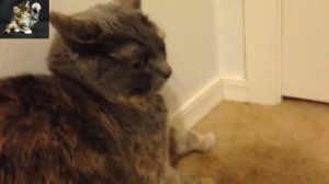 Очень злые котята | Приколы с котятами | Смешные котята