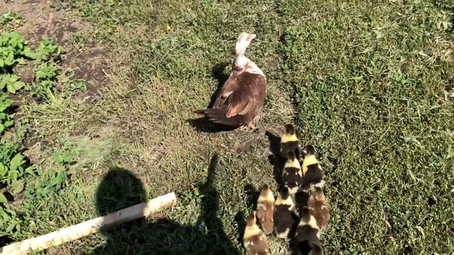 Примет ли селезень ? утку с утятами? смотреть онлайн