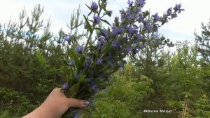 Онкозаболевания, щитовидка, сильный кашель, климакс- синяк обыкновенный.