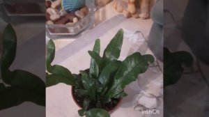 #папоротник #виды #микросорумкрокодил #уход Новое знакомство!!!