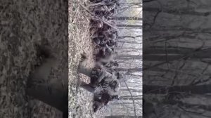 Командир взвода ЧВК Вагнер  обращается к своим  бойцам перед штурмом в районе Артемовска.