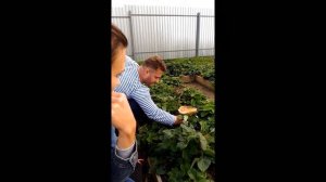 ШОК!!! ВЫРАЩИВАНИЕ БЕЛЫХ ГРИБОВ!!! НА ДАЧНОМ  УЧАСТКЕ!!!