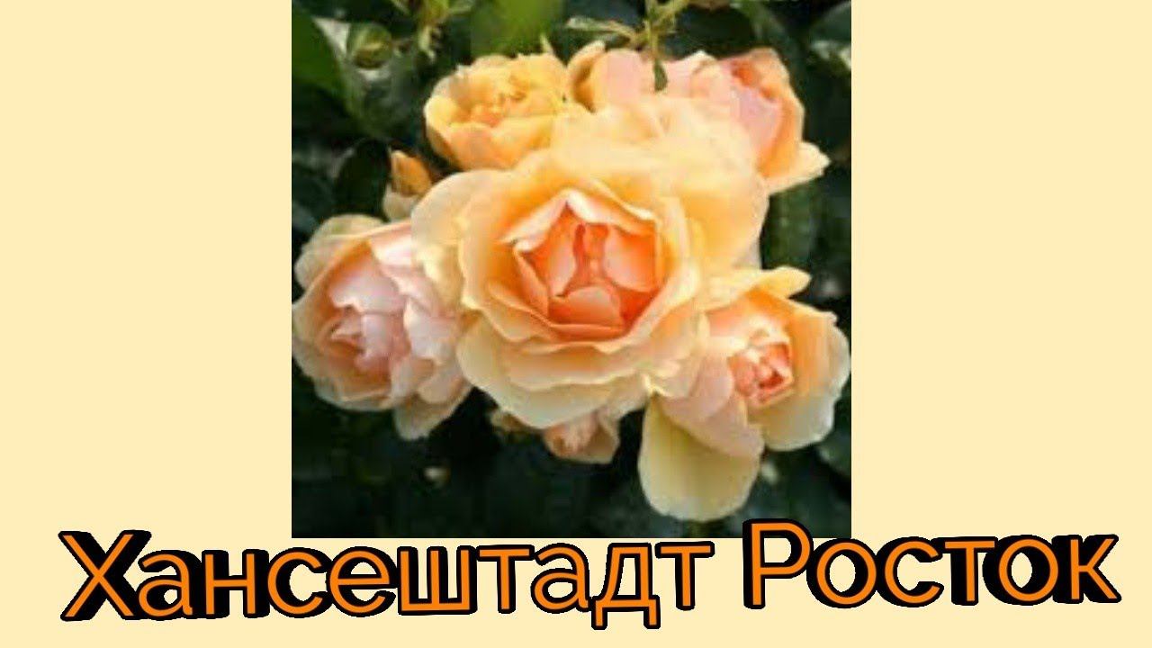 Роза флорибунда Хансештадт Росток.