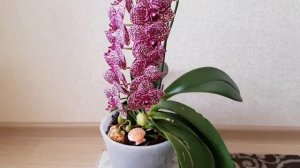 ОРХИДЕЯ Дикий Кот Phalaenopsis Lioulin Wild Cat цветение орхидеи orchid orchids фаленопсис