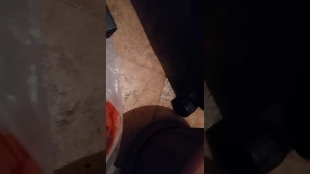 Долларовое дерево, пересадка корня.