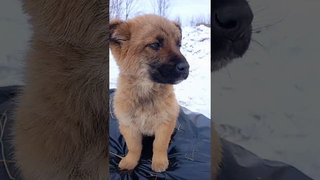 Красивый ? щенок ищет семью /puppy is looking family