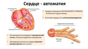6.3 Сердце (8 класс) - биология, подготовка к ЕГЭ и ОГЭ 2019