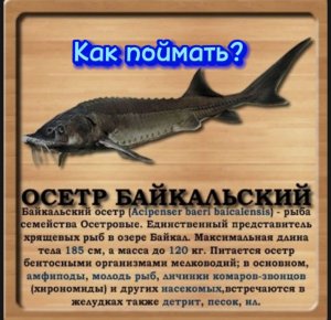 Как поймать Осетр Байкальский, на локации озеро Байкал.