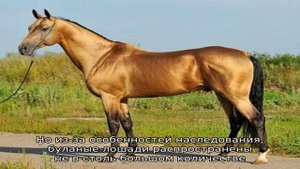 Кто такой буланый конь?