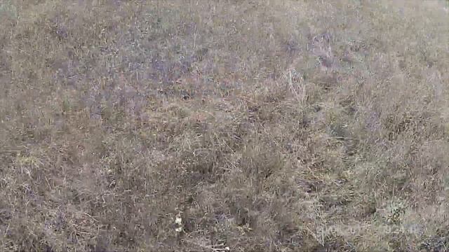 Охота на байбака (сурка) с гладким стволом Белгородская область. Hunting For A Baibak (marmot)