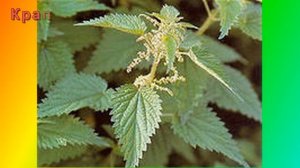 Загадки для детей К Чуковского