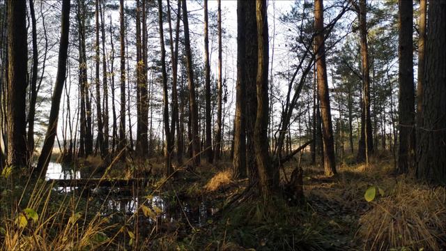 Chill out synth music for learning and concentration - pan flute and EP - Two Cobs of Corn - TCoC смотреть онлайн