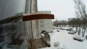 Наша Кормушка на Окно | Кормушка для Зимних Птиц