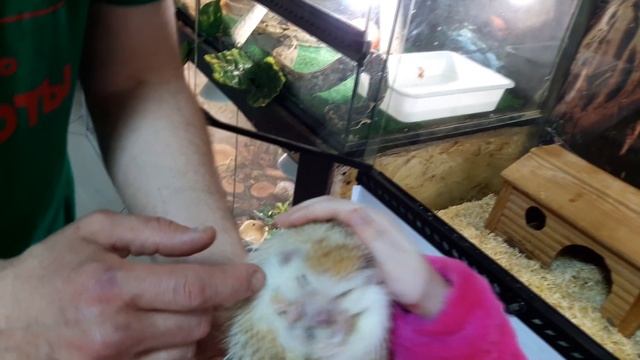 Трогательный зоопарк в Харькове - удивительное место для детей и взрослых смотреть онлайн