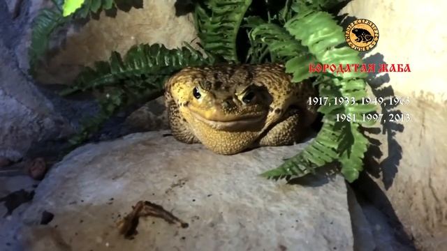 Возрождение. Знай кто ты по славянскому гороскопу!.mp4 смотреть онлайн