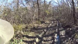 Охота с гончими на зайца 20161106