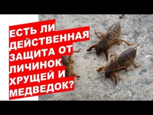 Есть ли действенная защита растений от хруща, медведки How to get rid of wireworm mole cricket