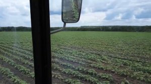 Выращивание подсолнуха  Затраты, Доход, Ошибки, Технология  Фильм Фермера