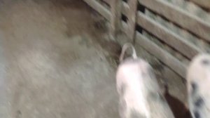 Поросята не растут/ Юберин стимулятор роста, обмена веществ/ свиньи пол года по 30 кг