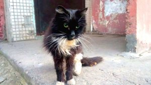 У  подъезда сидел худой  кот и просил помощи | люди шли мимо | А кот плакал | rescue of a stray cat