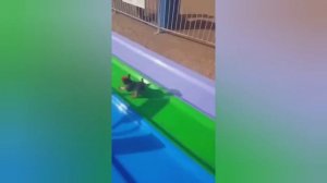 ЭТИ СМЕШНЫЕ ЖИВОТНЫЕ