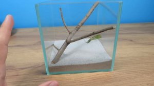 ЧТО ЕСЛИ БОГОМОЛ УВИДИТ МУРАВЬИНОГО ЛЬВА?