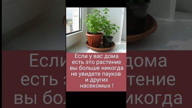 Если у вас дома есть это растение, вы больше никогда не увидете пауков и других насекомых !