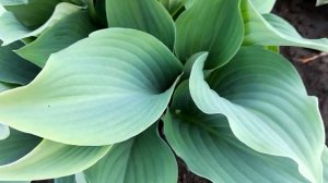 #хоста #КроссаРегал / Хоста гибридная Кросса Регал(лат.hosta Krossa Regal). Ваза на голубых ножках.