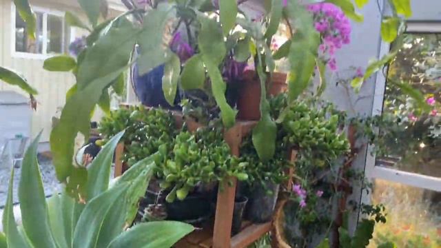 Summer Update - My Garden - Part 2 смотреть онлайн