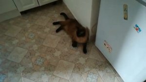 Красавчик кот Гриша